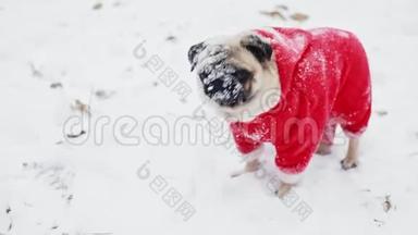 滑稽的狗嘴上有<strong>雪</strong>在<strong>镜</strong>头里看。 穿着圣诞老人套装的小狗的特写肖像。 圣诞节或